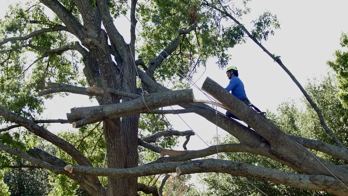 Professional Crown Thinning performed by certified arborists in Tuckasegee